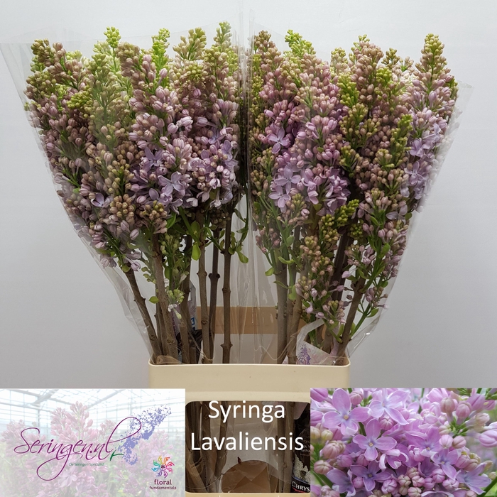 <h4>SYR V LAVALIENSIS</h4>