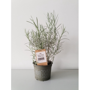 Helichrysum italicum