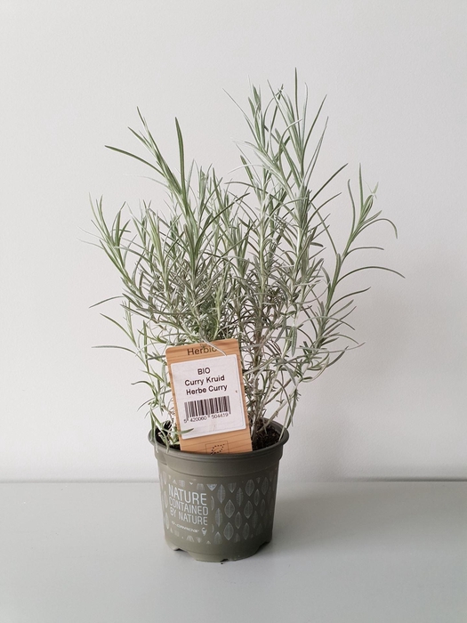 <h4>Helichrysum italicum</h4>