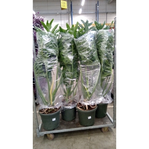 Philodendron   ...