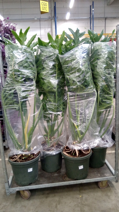 <h4>Philodendron   ...</h4>