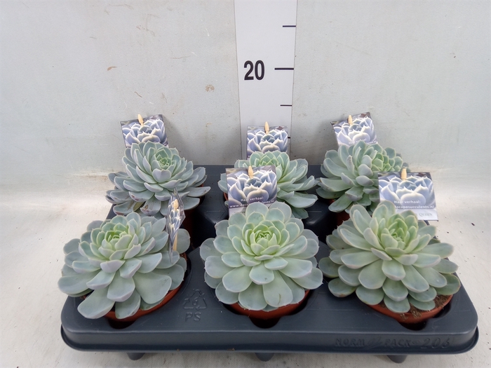 <h4>Echeveria   ...</h4>