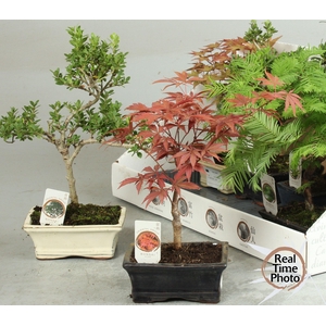 BONSAI GEM