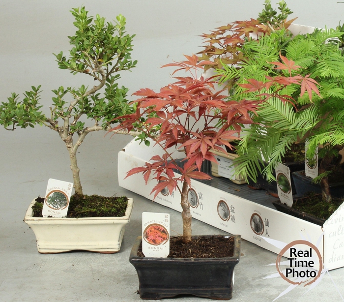 <h4>BONSAI GEM</h4>