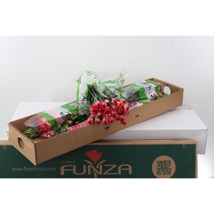 Di St Spritz Arancio Box