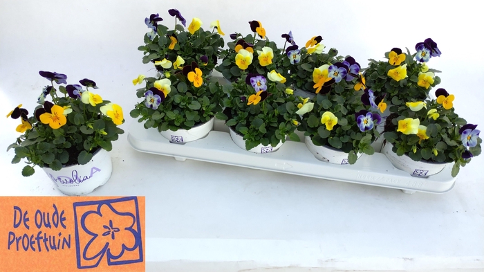 <h4>VIO TRICOLOR</h4>