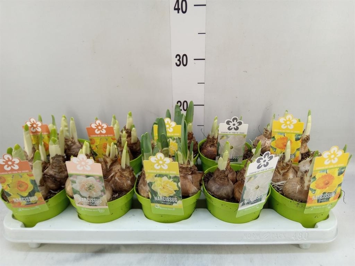 <h4>Narcissus   ...</h4>