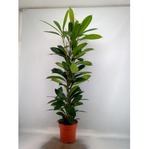 Ficus ...