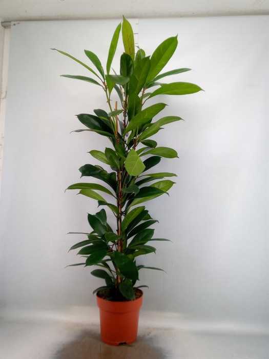<h4>Ficus ...</h4>