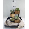 Arr.  Cactus H%