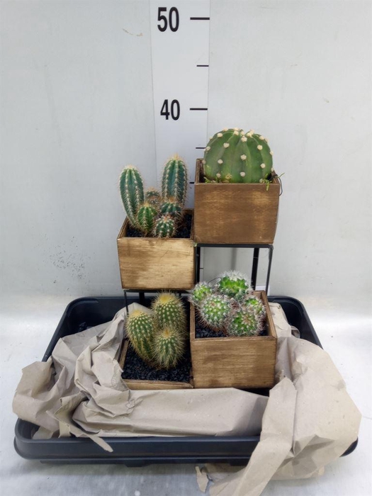Arr.  Cactus H%