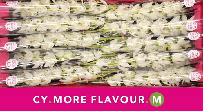 <h4>Mini cymbidium 'Snow Blossom' 60 cm</h4>