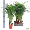 Dypsis Lutescens 25pp