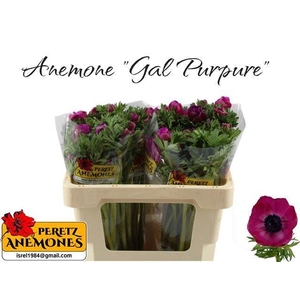 ANEM CO GALIL PURPER