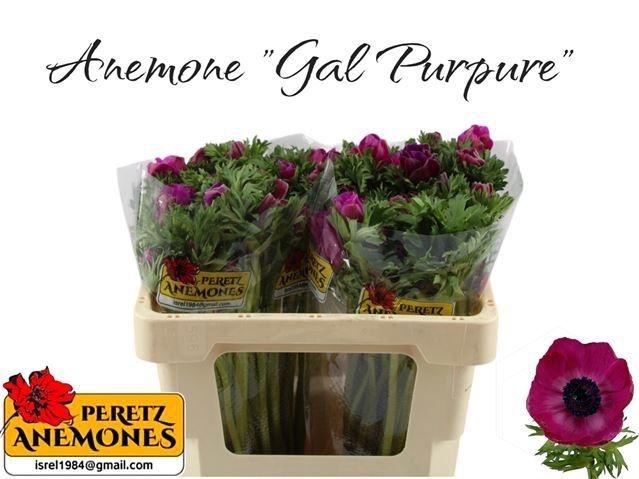 <h4>ANEM CO GALIL PURPER</h4>