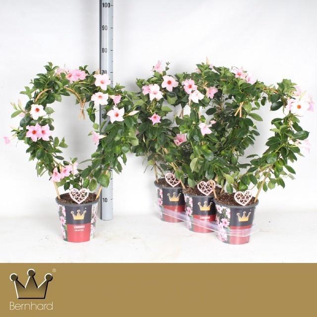 <h4>MANDE SUN CR PINK</h4>
