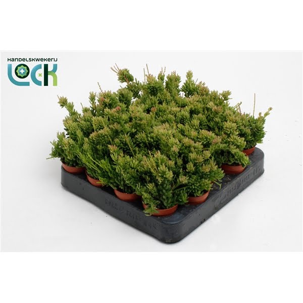 <h4>Rhipsalis Mesembryanthemoides</h4>