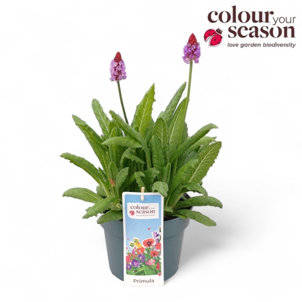 <h4>Primula vialii</h4>