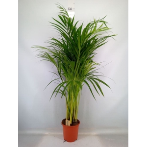 Dypsis lutescens   ...Chrysalidoca