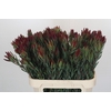 Leucadendron Blush Spray