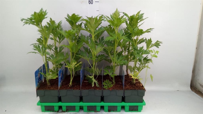 <h4>Aconitum   ...</h4>