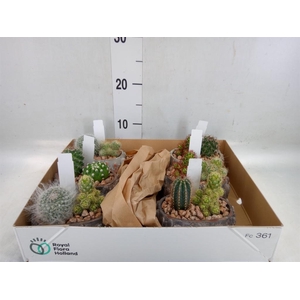Cactus   ...