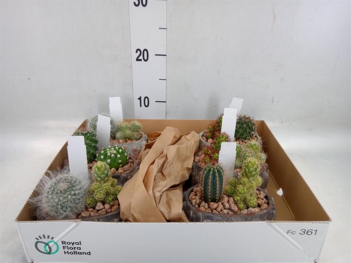 <h4>Cactus   ...</h4>