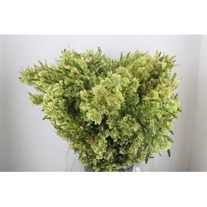 Dodonaea Viscosa P Bunch