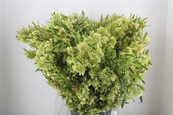 <h4>Dodonaea Viscosa P Bunch</h4>