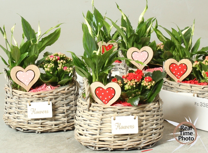 <h4>ARR KAMERPL</h4>