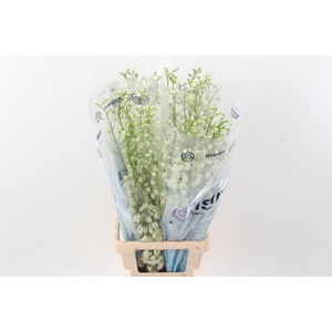 Delph Du Guard White