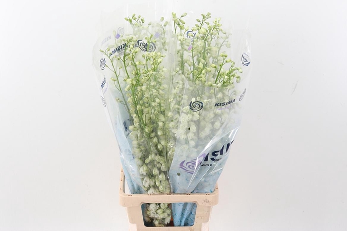 <h4>Delph Du Guard White</h4>