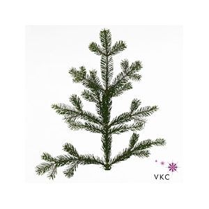 Christmas green nordmanniana (p/bunch)