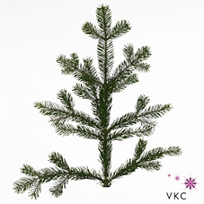 <h4>Christmas green nordmanniana (p/bunch)</h4>