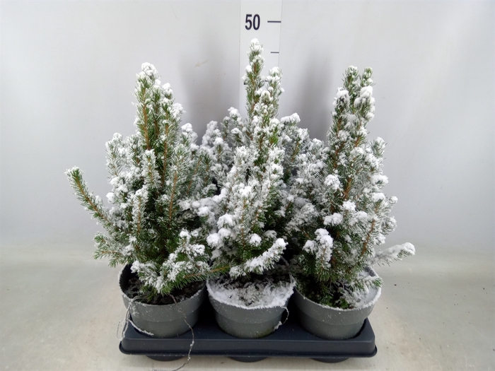 <h4>Picea glauca 'Conica'</h4>