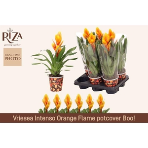 VRIES INTENSO FLAME