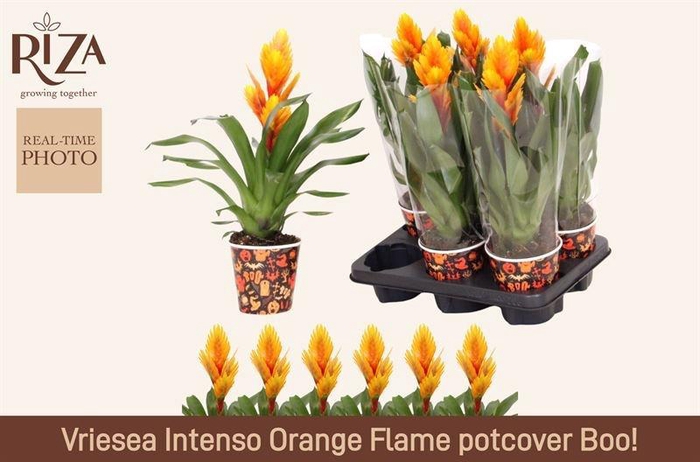 <h4>VRIES INTENSO FLAME</h4>