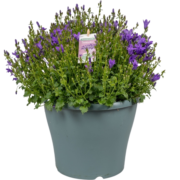 Campanula Ambella® Intens Purple in patiopot