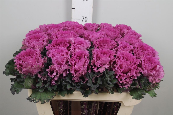 <h4>Brass First Lady</h4>