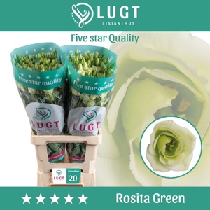 Lisianthus Rosita Green 996