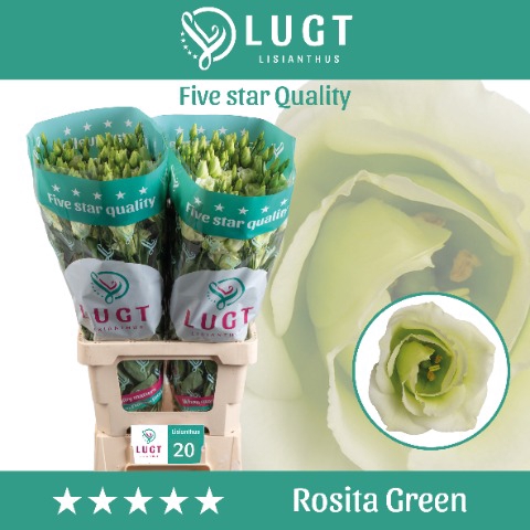<h4>Lisianthus Rosita Green 996</h4>