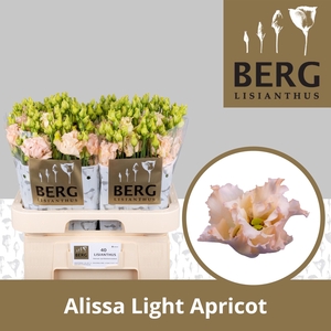 Lisianthus do alissa light apricot