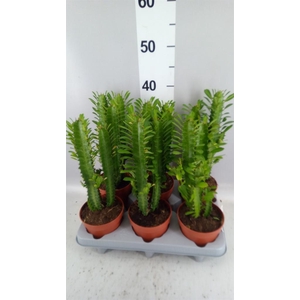 Euphorbia trigona