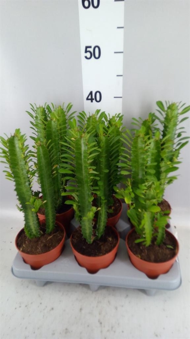 <h4>Euphorbia trigona</h4>