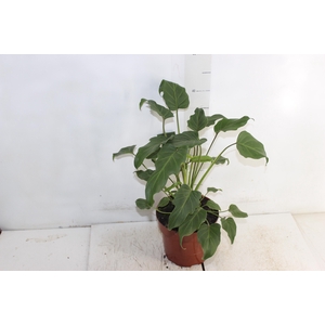 PHILODENDRON XANADU P17