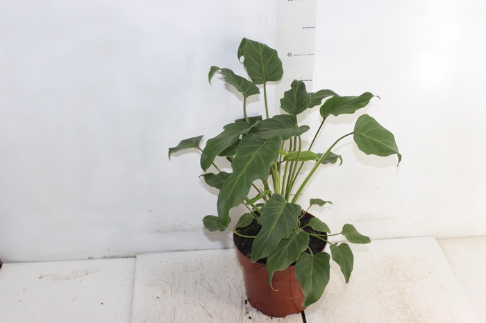 <h4>PHILODENDRON XANADU P17</h4>