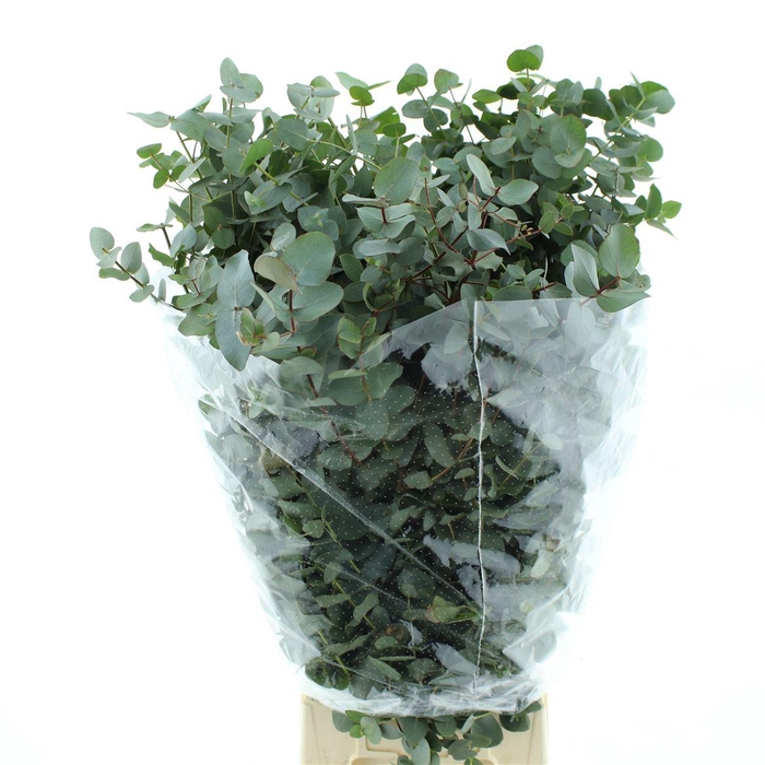 <h4>Euca Cinerea Long 400grams</h4>