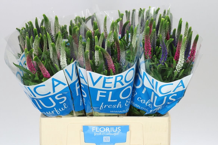 <h4>Veronica Colour Mix X 25</h4>