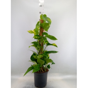 Epipremnum pinn.   ...moss stick