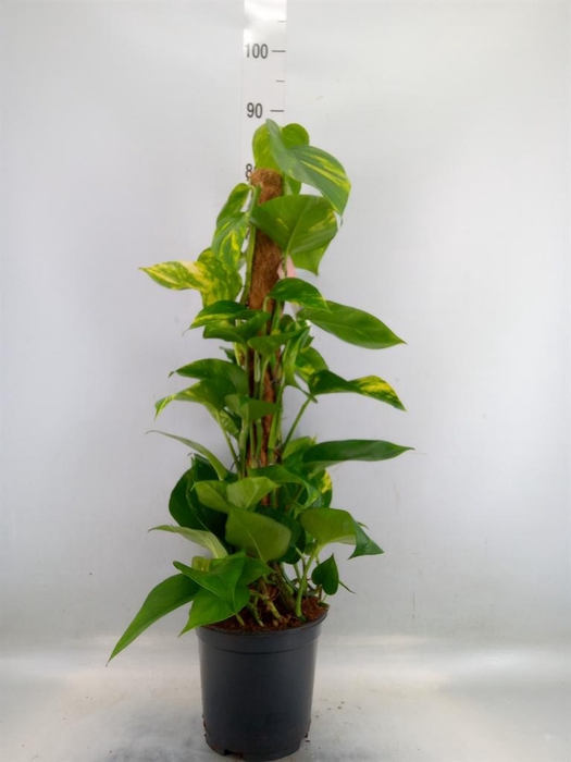 <h4>Epipremnum pinn. ...moss stick</h4>